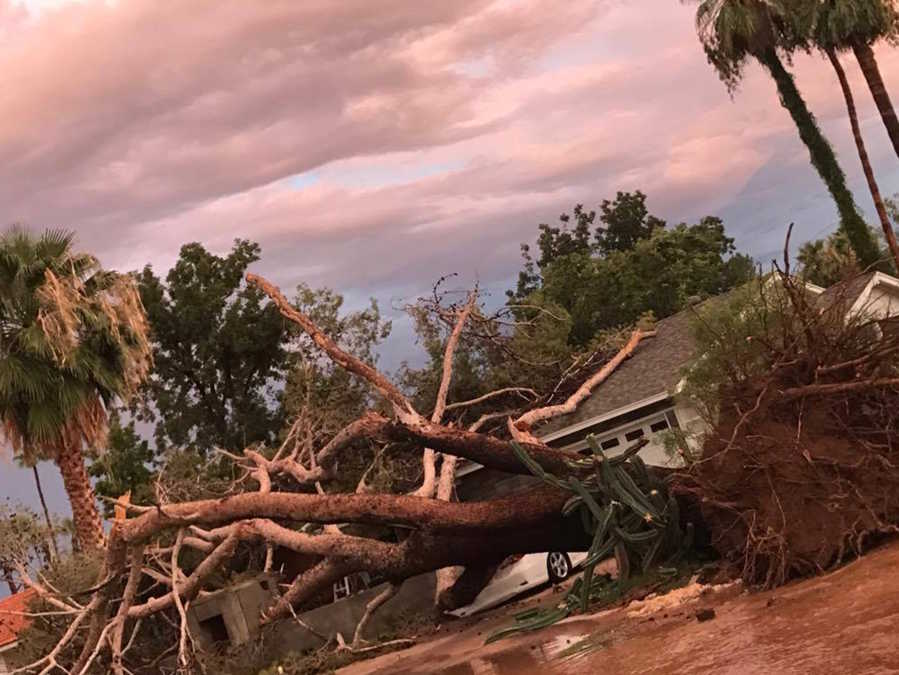 abc15's tweet image. Whoa...a big tree fell onto a house during the storm this evening near 44th Street/Thomas Road #abc15