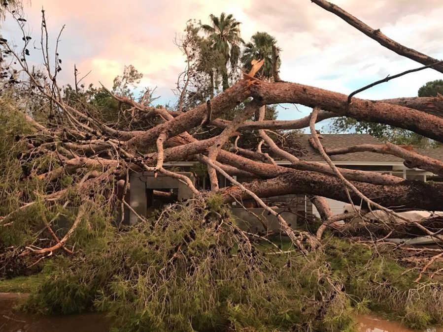 abc15's tweet image. Whoa...a big tree fell onto a house during the storm this evening near 44th Street/Thomas Road #abc15