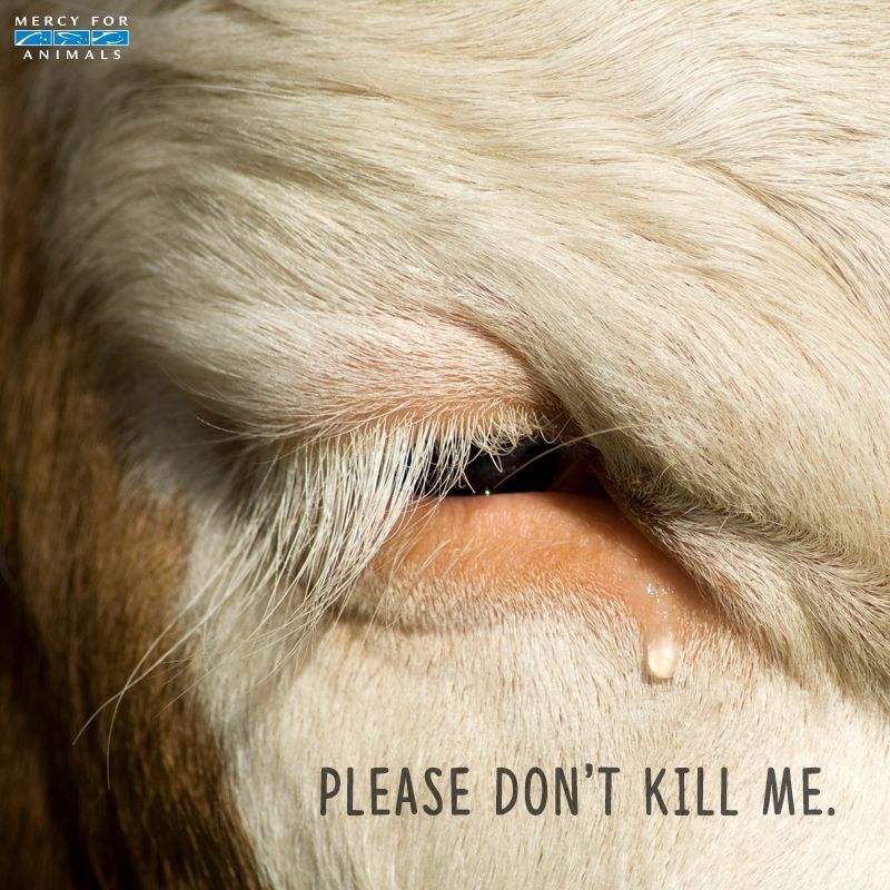 MercyForAnimals's tweet photo. Tears have the same meaning in every language. 💔 https://t.co/oCr5ErY0jO