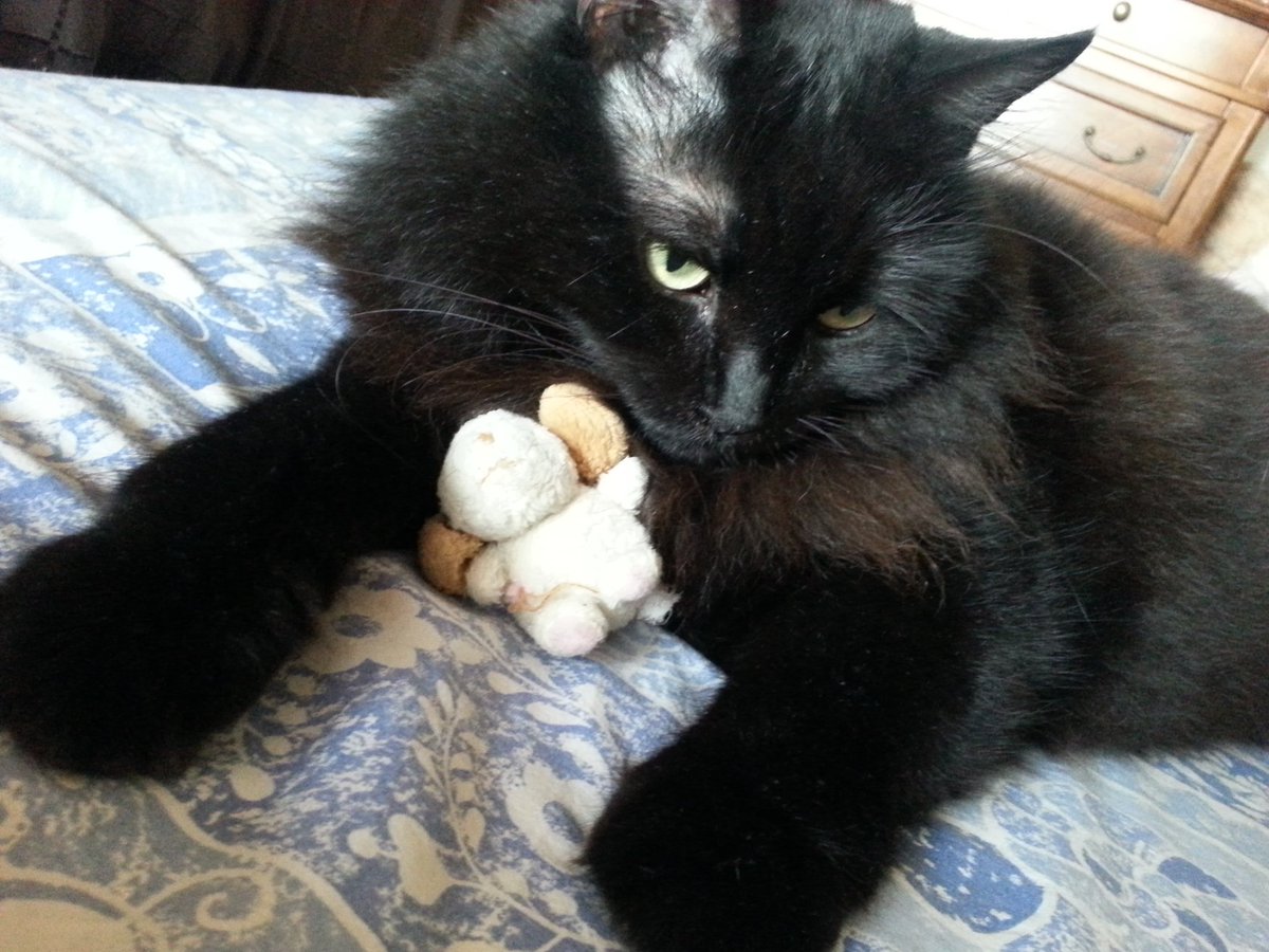 maolindas's tweet photo. A-Mici #daQuando ho ritrovato il mio pupazzetto sotto il divano, io e lui siamo inseparabili! Angao!!!
#4agosto https://t.co/8evfLDG9wc