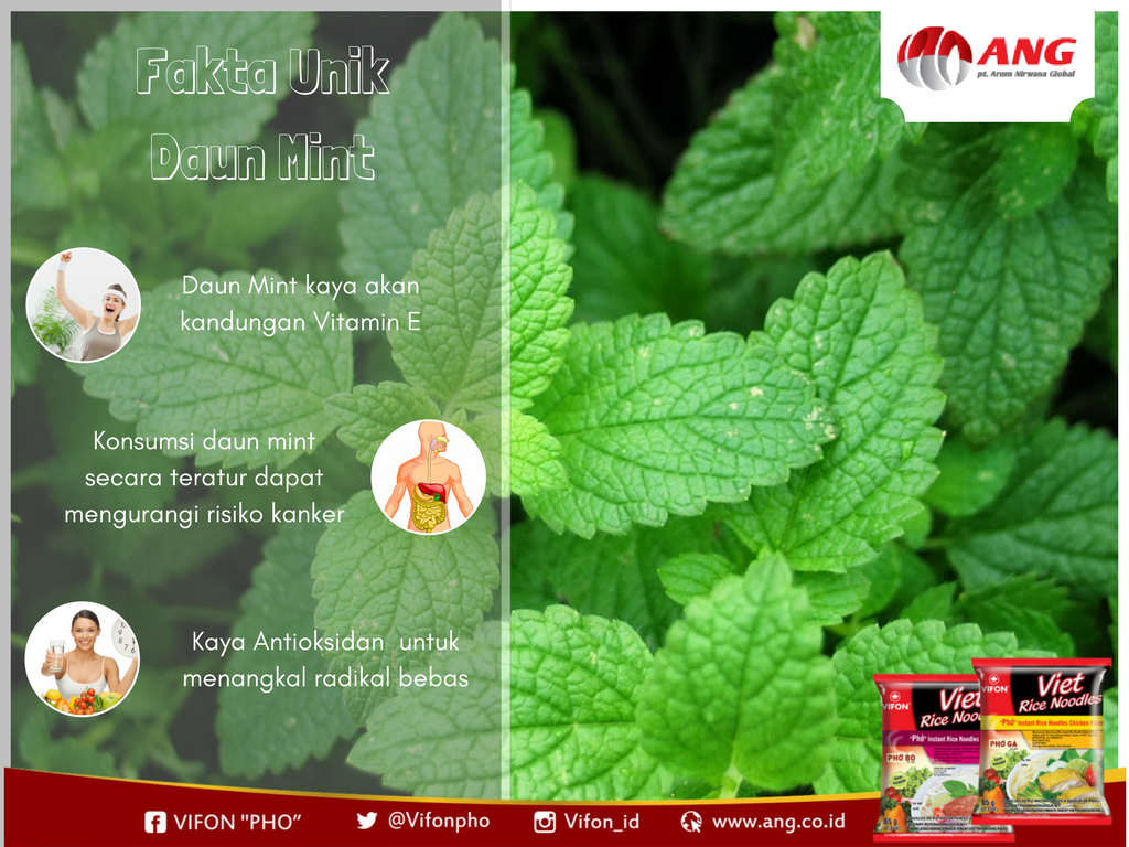 VifonPHO's tweet photo. Siapa yang suka mengkonsumsi daun mint. Daun mint mengandung antioksidan  yang baik untuk menangkal radikal bebas dan mencegah penuaan dini https://t.co/lTgiy7WkG8