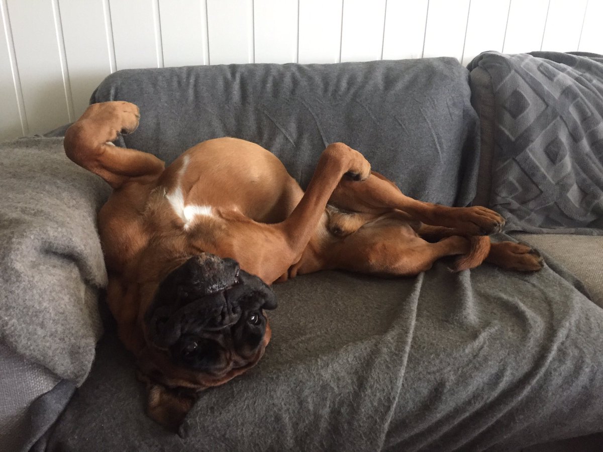 BoxerKiro's tweet image. God morgen alle sammen!😊🐶👍 #boxerkiro #kristiansand @bluezed2003 @rescueaboxer @Sam_the_Boxer #boxer #hund #norge #dogscolor #sleepydog #nkk