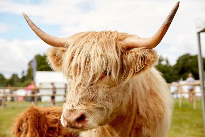 AdamHenson's tweet photo. Come and meet the friendly animals and even friendlier farmers down at Adam's Farm @Countryfilelive #askthefarmer https://t.co/fCv43nZero