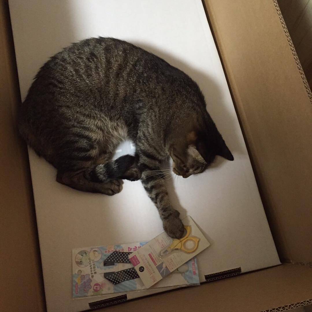 fibabybox's tweet photo. When you let hubby do the cat-man-do 😅 #finnishbabybox https://t.co/VaQzcifTAO