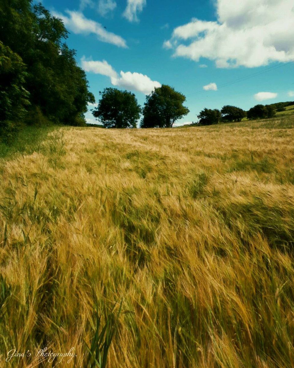 GnaMurphy's tweet photo. Love seeing field's like these especially when it's windy #ireland #waterford #nature #photography https://t.co/7ycbNOD4gS