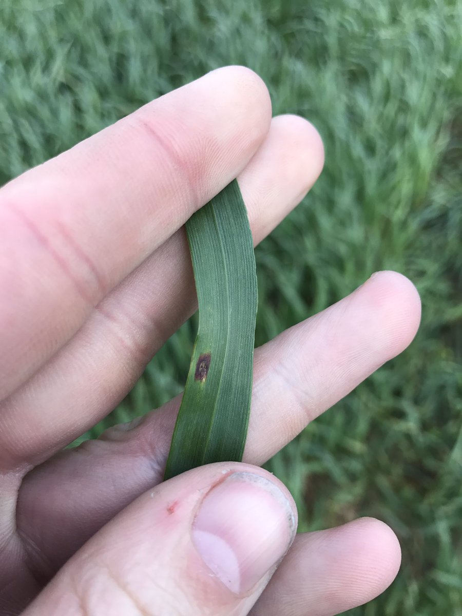 rw_laidlaw's tweet photo. First signs of septoria in Oats #aglyf https://t.co/B0Or03B8yn