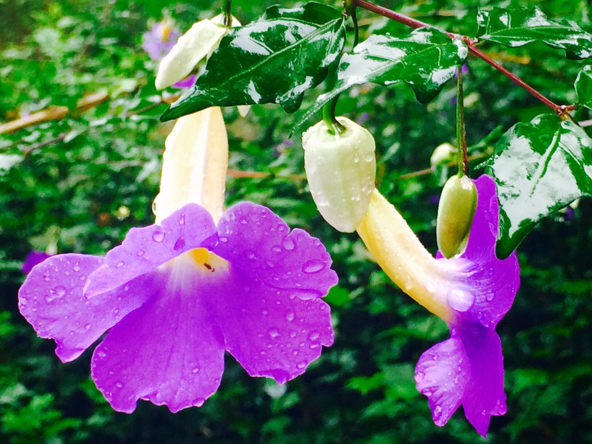 chand_shanu's tweet photo. #NaturesBed #SpringsBlessing #WildOrchid #WesternGhats #GodsOwnCountry #MyTravelDiaries #LifeInAMoment #Colours #Smiles https://t.co/jfligEYmoH