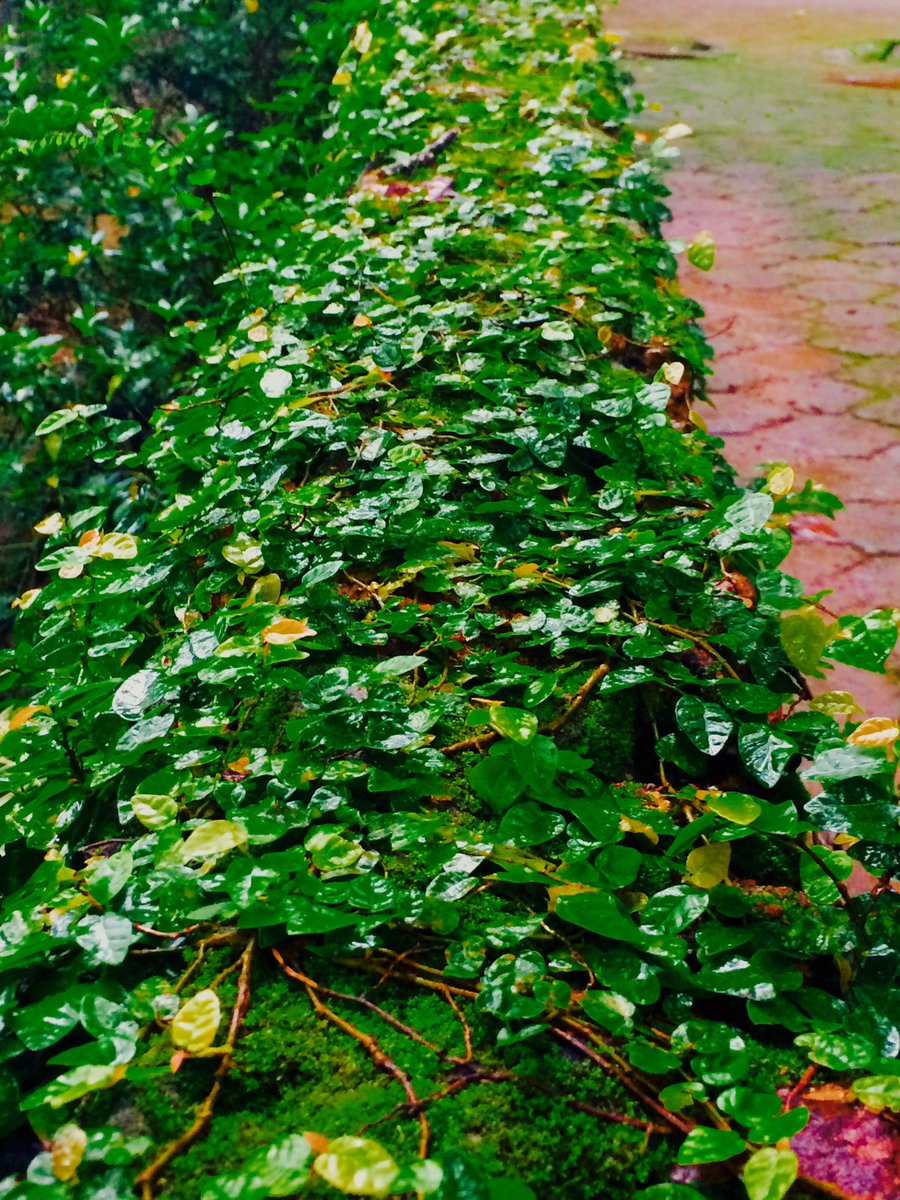 chand_shanu's tweet photo. #NaturesBed #SpringsBlessing #WildOrchid #WesternGhats #GodsOwnCountry #MyTravelDiaries #LifeInAMoment #Colours #Smiles https://t.co/jfligEYmoH