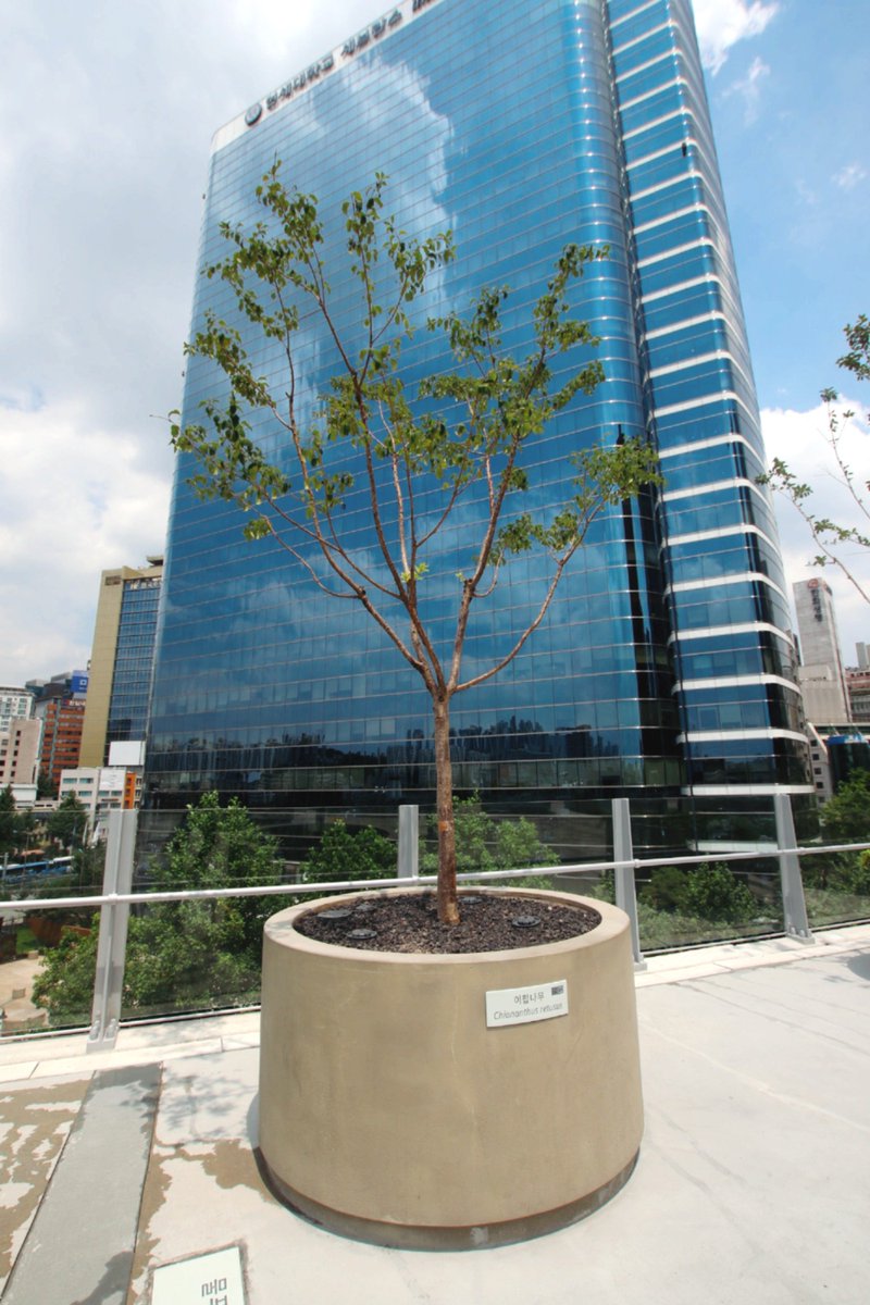 소녀시대 덕분에 서울로는 나무시대🌳! 
서울로 한 가운데에는 소녀시대나무가 자라고있어요~😍
#GIRLS6ENERAT1ON #소녀시대 #소녀시대나무 #이팝나무 #소녀시대10주년  #TAIWANSONE #트리플래닛 #treeplanet #스타반려나무