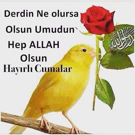 <a href="/gfd_sas/">kartanesi.</a> @guli2678 <a href="/hvnefe/">ANKARALI 🇹🇷</a> @cmlzkn1905 <a href="/isenti4/">Çisenti</a> @sevgilk54 <a href="/EmineGze2/">𝑬𝑴İ𝑵𝑬 𝑮𝑶̈𝒁𝑬 🇹🇷</a> <a href="/OSMANLI_2/">OSMANLİ_2✋</a> <a href="/mavera_ebrar/">Hatice Erva</a> <a href="/NeneHatun72/">Nene Hatun 🌟🌙 💚🇹🇷</a> Hayırlı Cumalar 😊💕💕🌹🌹