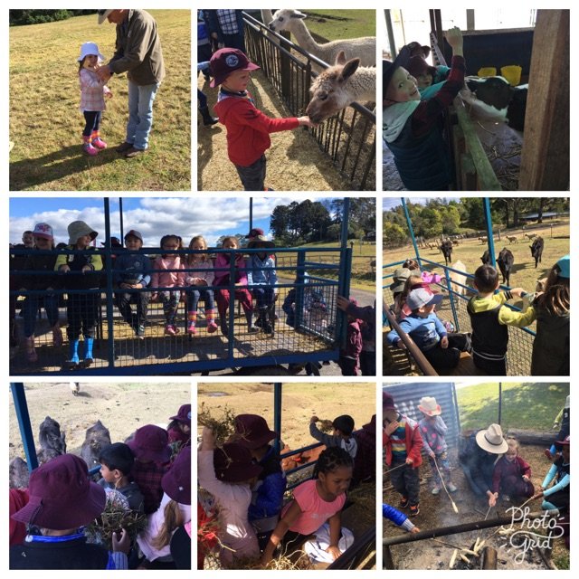 traceking2's tweet photo. Amazing Kindy excursion to @MowbrayParkFarm! #bestdayever @mrsbensley1 @ehayhendry @easyrocking @alix_lord https://t.co/jRVOjhplCm