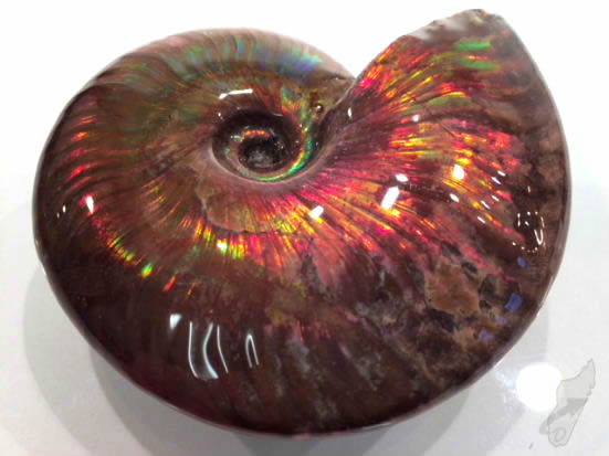 ForeshoreFossil's tweet image. #FossilFriday woohoo, our fav day of the working week! ! ! ! #LoveAmmonites 
#LoveFossils 
#MotherNature at her best - oh yes indeedy