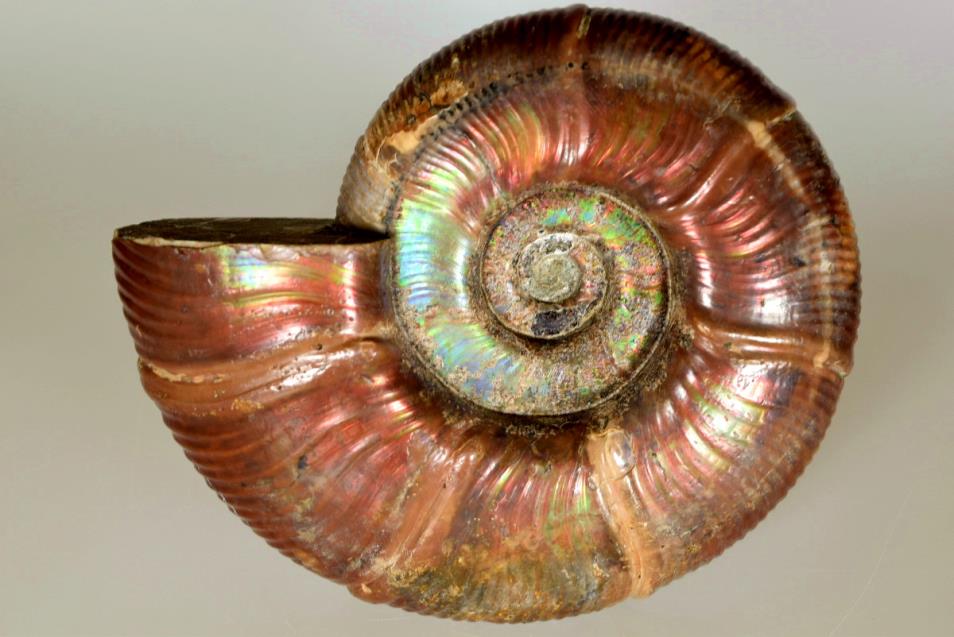 ForeshoreFossil's tweet image. #FossilFriday woohoo, our fav day of the working week! ! ! ! #LoveAmmonites 
#LoveFossils 
#MotherNature at her best - oh yes indeedy