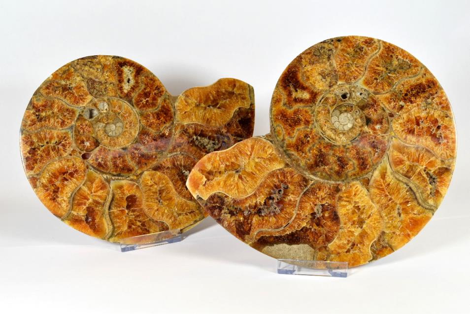 ForeshoreFossil's tweet image. #FossilFriday woohoo, our fav day of the working week! ! ! ! #LoveAmmonites 
#LoveFossils 
#MotherNature at her best - oh yes indeedy