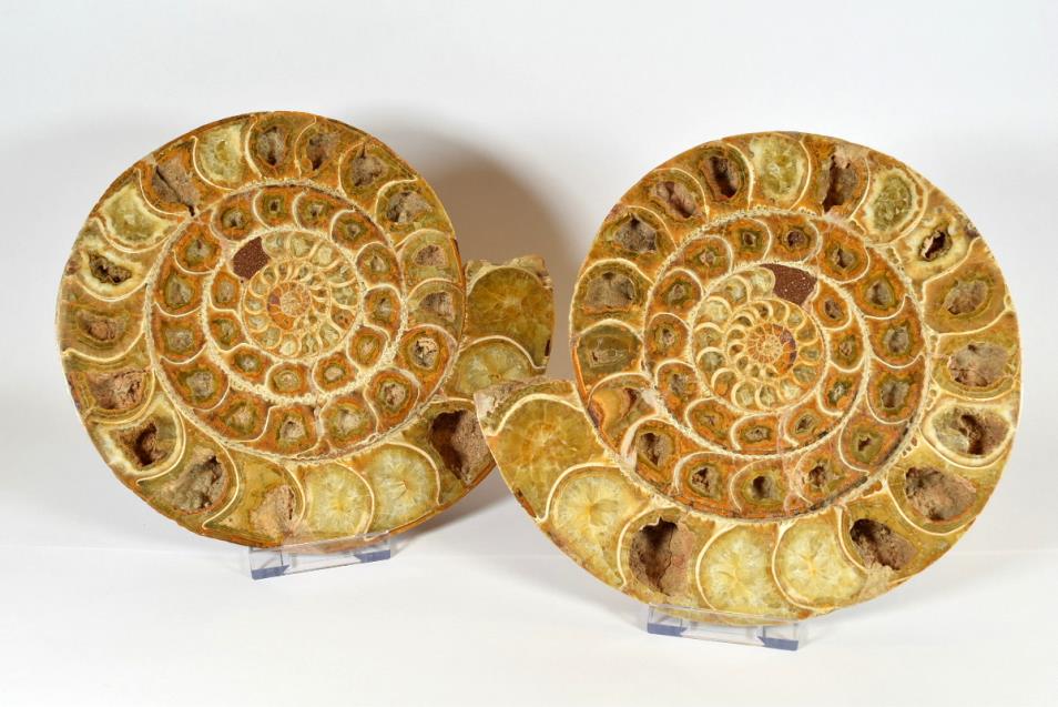 ForeshoreFossil's tweet image. #FossilFriday woohoo, our fav day of the working week! ! ! ! #LoveAmmonites 
#LoveFossils 
#MotherNature at her best - oh yes indeedy