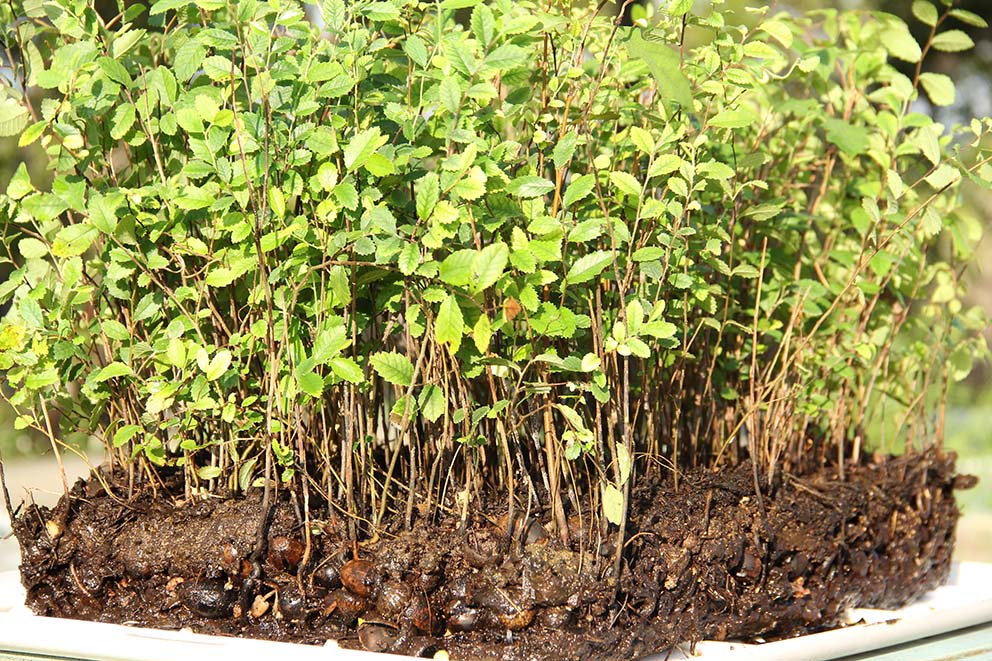 Daniel Pavon Cuellar (@pavoncuellar) on Twitter photo #DanielPavoncuellar #MiniatureForest <a href="/Pavoncuellar/">Daniel Pavon Cuellar</a> Miniatureforest.com #Living #forests of Thousans of Tiny #trees #DanielPavoncuellar #MiniatureForest <a href="/Pavoncuellar/">Daniel Pavon Cuellar</a> Miniatureforest.com #Living #forests of Thousans of Tiny #trees