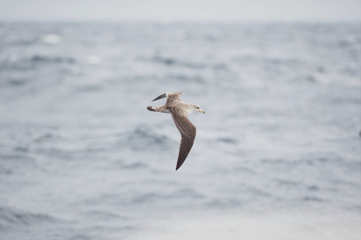GlamBirder's tweet photo. A few shears from yesterdays #pelagic five species in total showing well around our boat for few hours. #scillys #birds #birding https://t.co/7gY1TeQcos