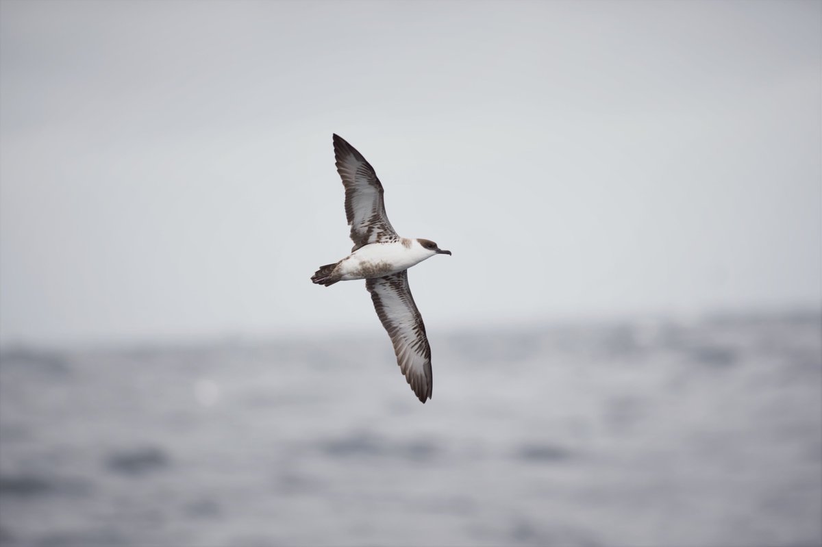 GlamBirder's tweet photo. A few shears from yesterdays #pelagic five species in total showing well around our boat for few hours. #scillys #birds #birding https://t.co/7gY1TeQcos
