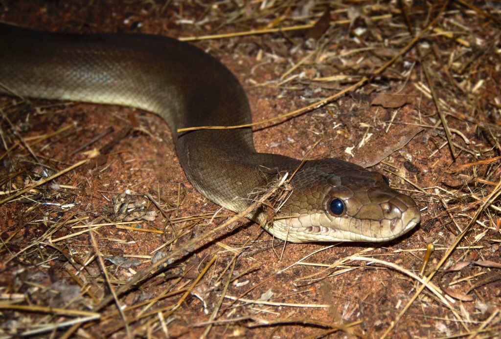 bjg_imagery's tweet photo. Who needs mouse traps when you have this fella creeping around your camp

#OlivePython #Liasisolivaceus #WildOz #Broome #BushLife #potd https://t.co/loeo0MnoqW