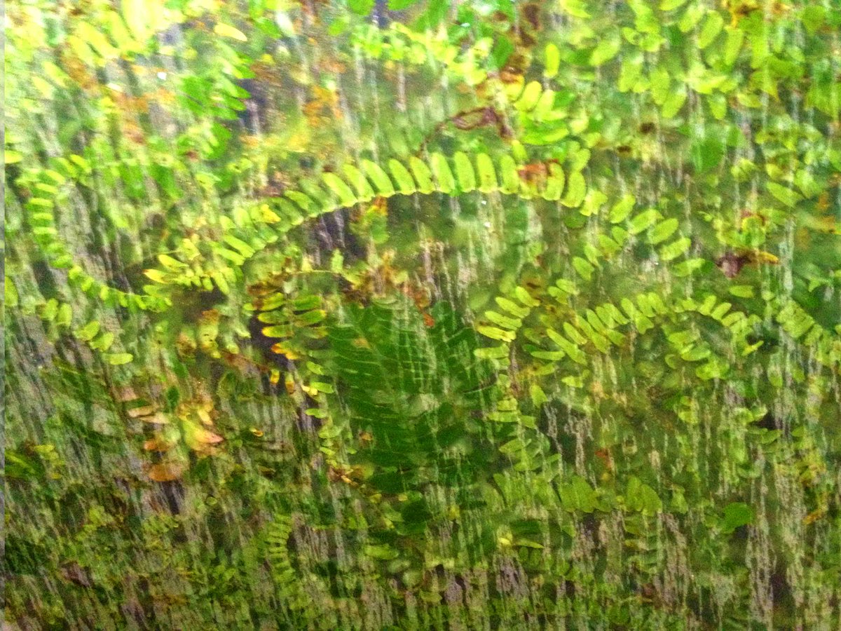 Daniel Pavon Cuellar (@pavoncuellar) on Twitter photo #DanielPavoncuellar #Livingwalls <a href="/Pavoncuellar/">Daniel Pavon Cuellar</a> danielpavoncuellar.com/LIVINGWALLS.ht… #DanielPavoncuellar #Livingwalls <a href="/Pavoncuellar/">Daniel Pavon Cuellar</a> danielpavoncuellar.com/LIVINGWALLS.ht…