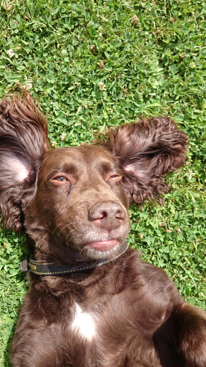 DunsterStay's tweet photo. Mowed the lawn #nowtimetochill #itsaspanielthing #dunster #exmoor https://t.co/h5AdpIZU59