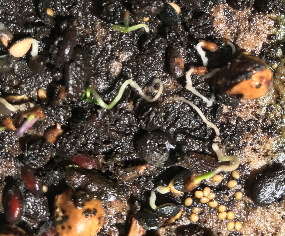 ExploGrow's tweet image. Microbes: the new gold rush of agriculture southwestfarmpress.com/management/mic… #explogrow #biofertilizer #biocontrol