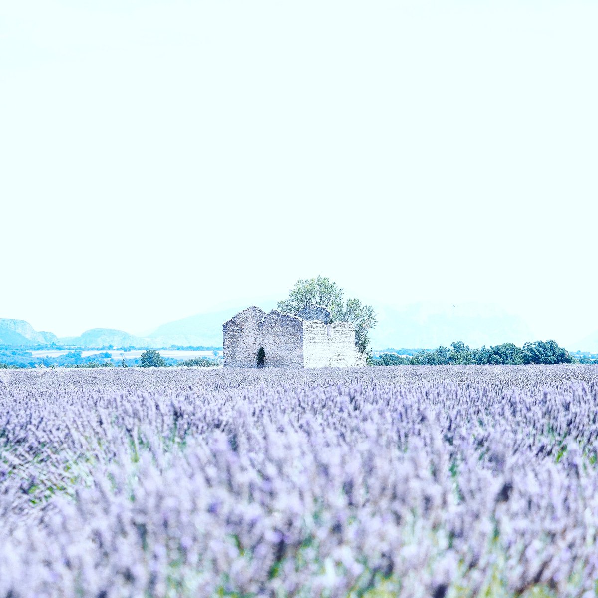 superchinois801's tweet photo. Abandonned house
@OlympusFRA @getolympus #lavanders #lavandes #valensole @laprovence @France3Provence @bleuprovence #france #nature https://t.co/gdkLsDeCJV