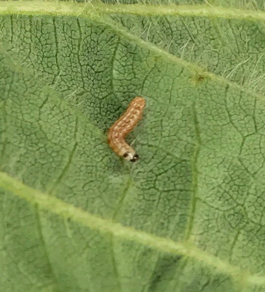 #croptrak finds podworms in west central mo