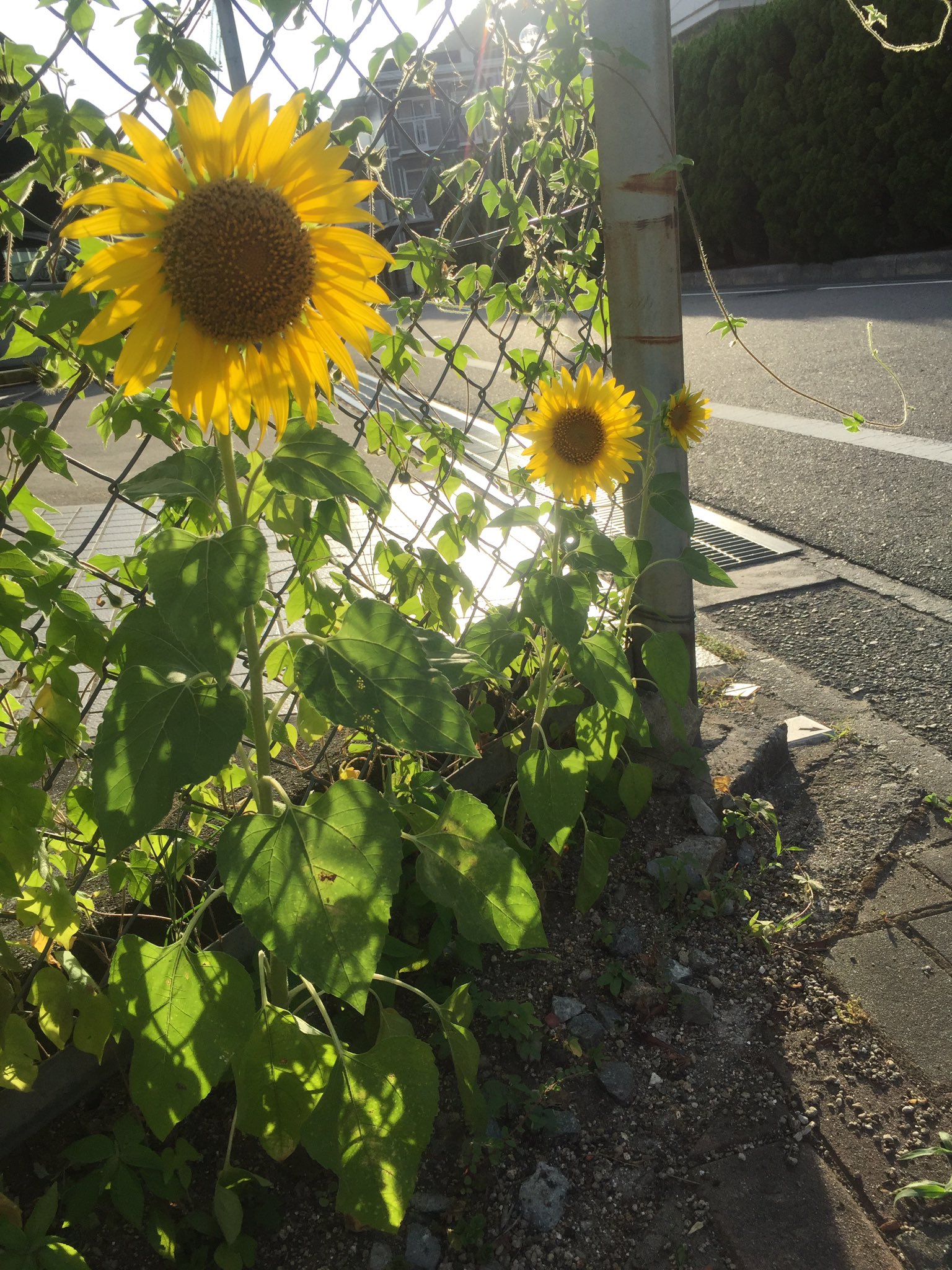 Kanna Ann Anderson 仕事帰りの道に咲いていた向日葵 私が一番好きな花 小さい頃 お花屋さんの向日葵を見てはしゃぐ私に母が かんちゃんは本当に向日葵みたいな子よね と言ってくれて余計に好きになったっけ 見てるだけで元気が 出る太陽の花 よーし