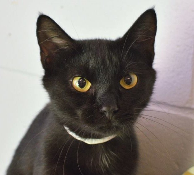 Freelineorlando's tweet image. The @LakeShelterPets will be hosting a Hot Dogs, Cool Cats pet adoption event on Saturday. freelinemediaorlando.com/lake-county-an…