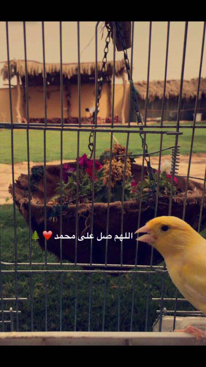 abdllah667's tweet photo. #يوم_الجمعه https://t.co/r1blLn3m80