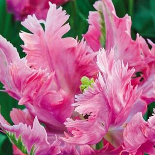 1MillionTulips's tweet photo. One Million Tulips #Parrottulips #Holland #Netherlands #TulipFestival #Ottawa #TulipParade @tulips_holland @worldloveflower @wendyloveswine https://t.co/Ow4alaCbGc