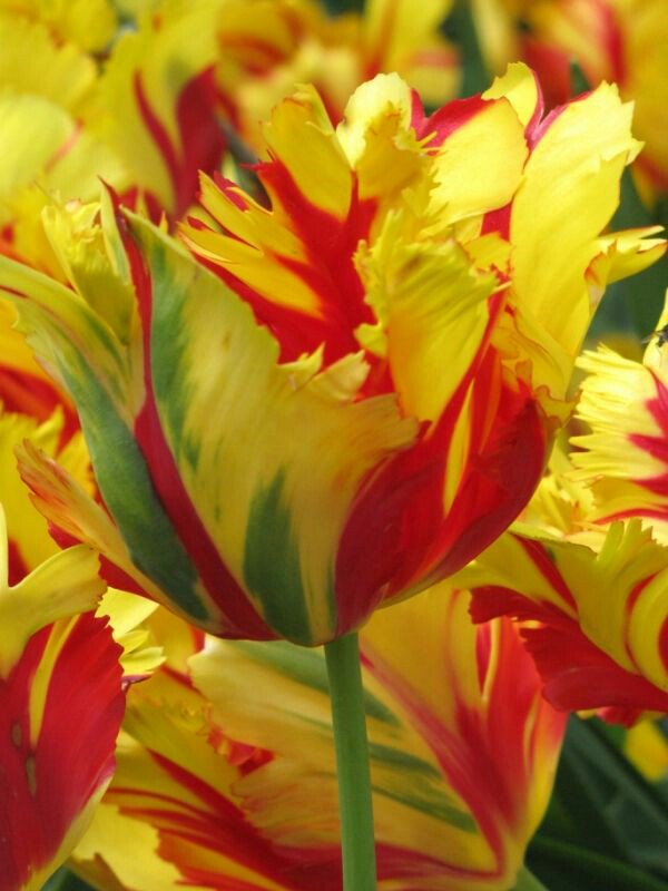 1MillionTulips's tweet photo. One Million Tulips #Parrottulips #Holland #Netherlands #TulipFestival #Ottawa #TulipParade @tulips_holland @worldloveflower @wendyloveswine https://t.co/Ow4alaCbGc