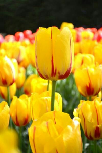 1MillionTulips's tweet photo. One Million Tulips #Parrottulips #Holland #Netherlands #TulipFestival #Ottawa #TulipParade @tulips_holland @worldloveflower @wendyloveswine https://t.co/Ow4alaCbGc