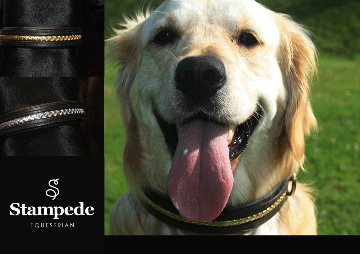 StampedeEq's tweet photo. Free postage in August not including sale items. Hurry to view our collection #dogs #DogsMonthly #dog_feelings #goodvetguide #barkpost https://t.co/ViUgCw2vya