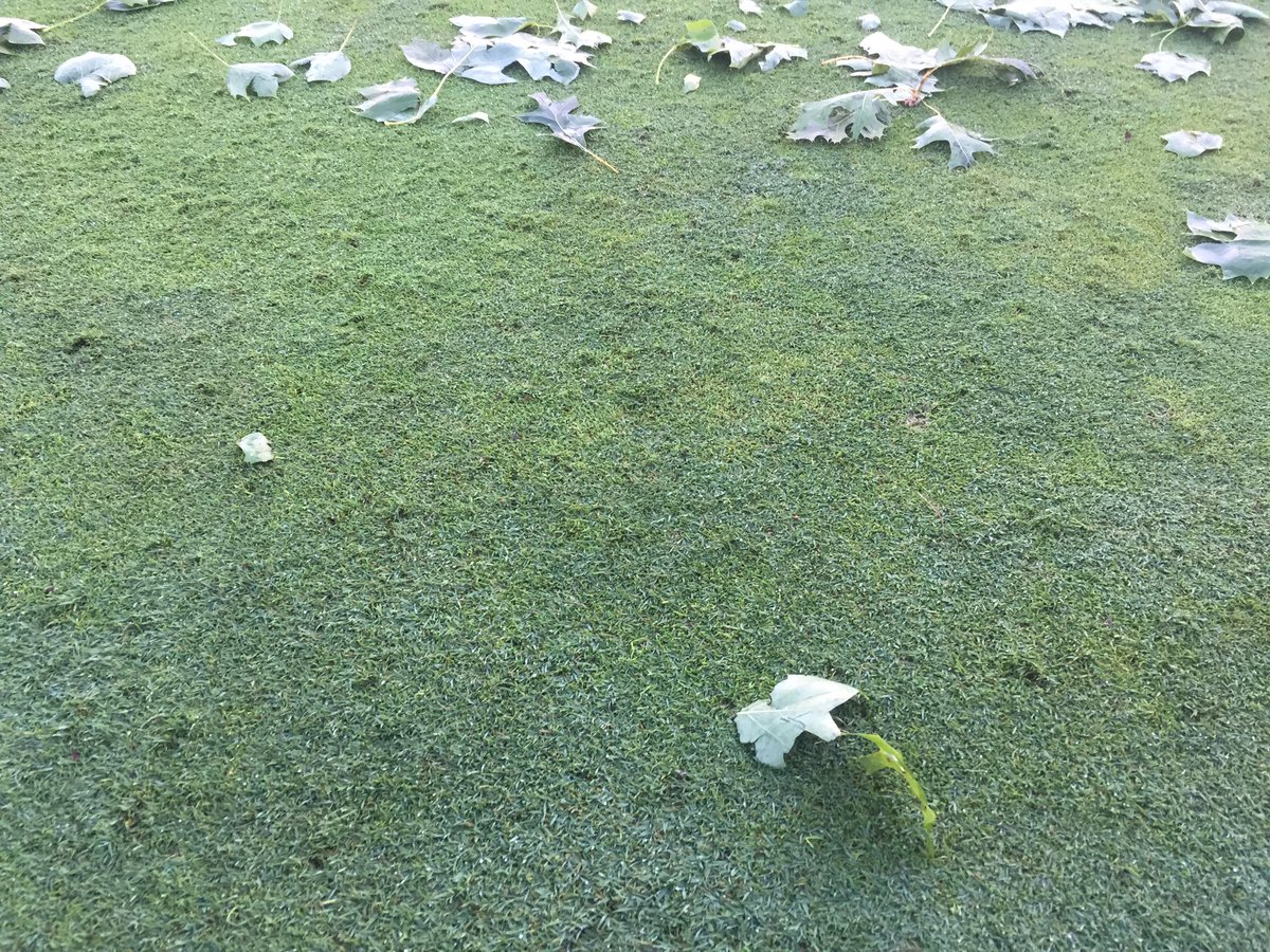 HillendaleTurf's tweet photo. Hail marks on greens. That's a new one. https://t.co/45gW7EviNe