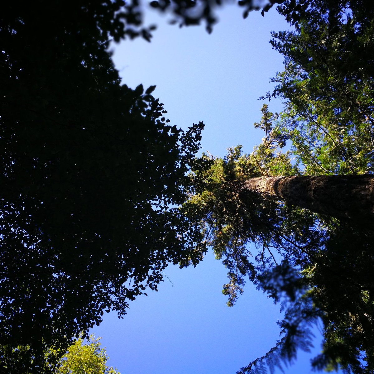 #PowerDownBC
Looking up in Roberts Creek Campground!