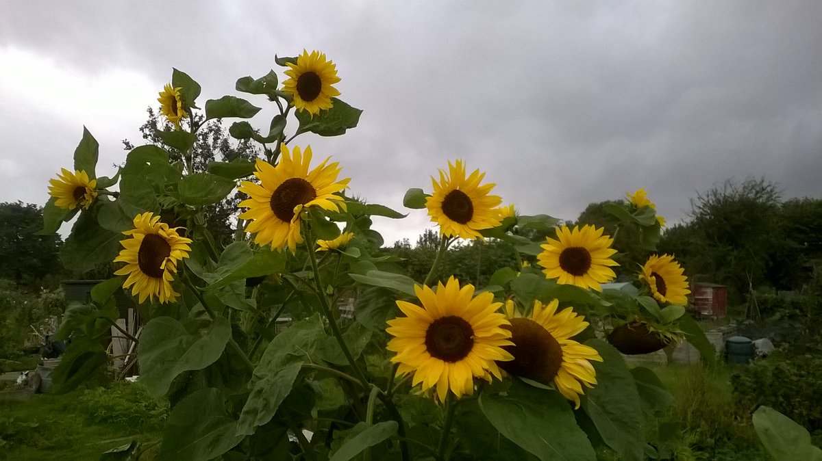 Jeremy1les's tweet photo. @hdaa100 Keep those 100th Anniversary stories coming in - next event 9 Sept at @ghcgarden Autumn Fair.  Some great sunflowers this year! https://t.co/Yh8mBhyLmY
