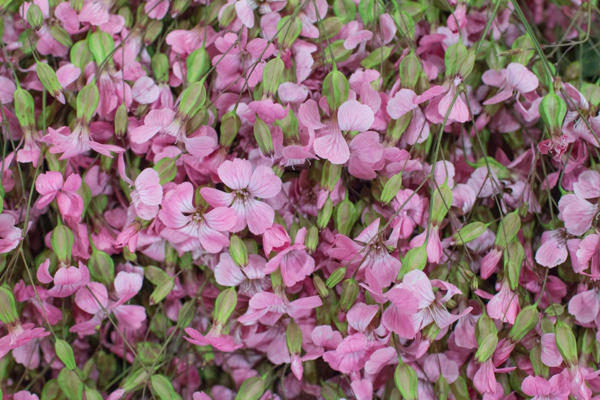 MarketFlowers's tweet photo. This pink saponaria is so delicate. And it's available in white too 💕 https://t.co/yiAhNnE2DO