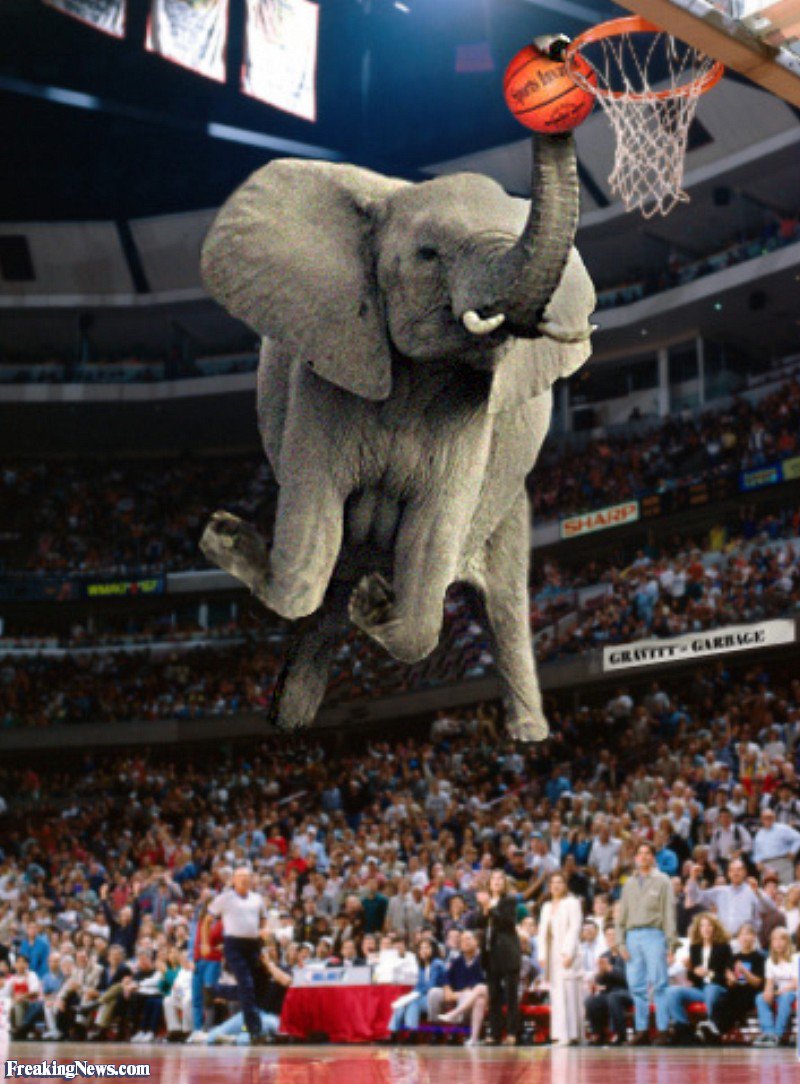 elefant dunk