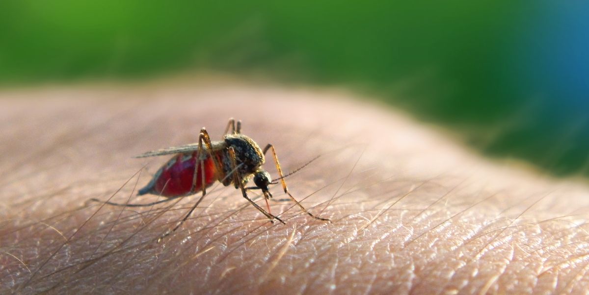 GuardianRepels's tweet photo. Researchers are trying to find out why some people are mosquito magnets and other people never get bitten. https://t.co/NO4smLrkbW https://t.co/0LK3zY8vaA
