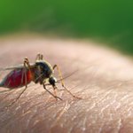 Photo by Guardian Repellent (@GuardianRepels)
