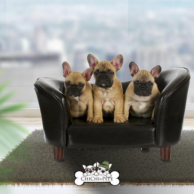 ChiChiandPePe's tweet image. When it's time for your favorite show!  #ShopOnly at ChiChi+PePe for designer #petfurniture to compliment your #homedecor