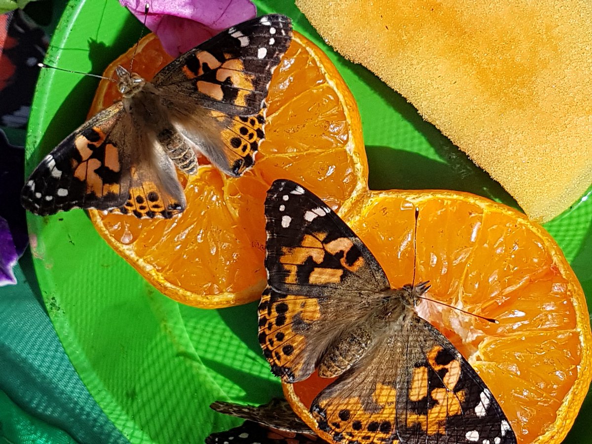 suesmith1465's tweet photo. @PACEYchildcare the release of our painted ladies #learningthrufun ❤❤❤ https://t.co/AfPiA8dusl