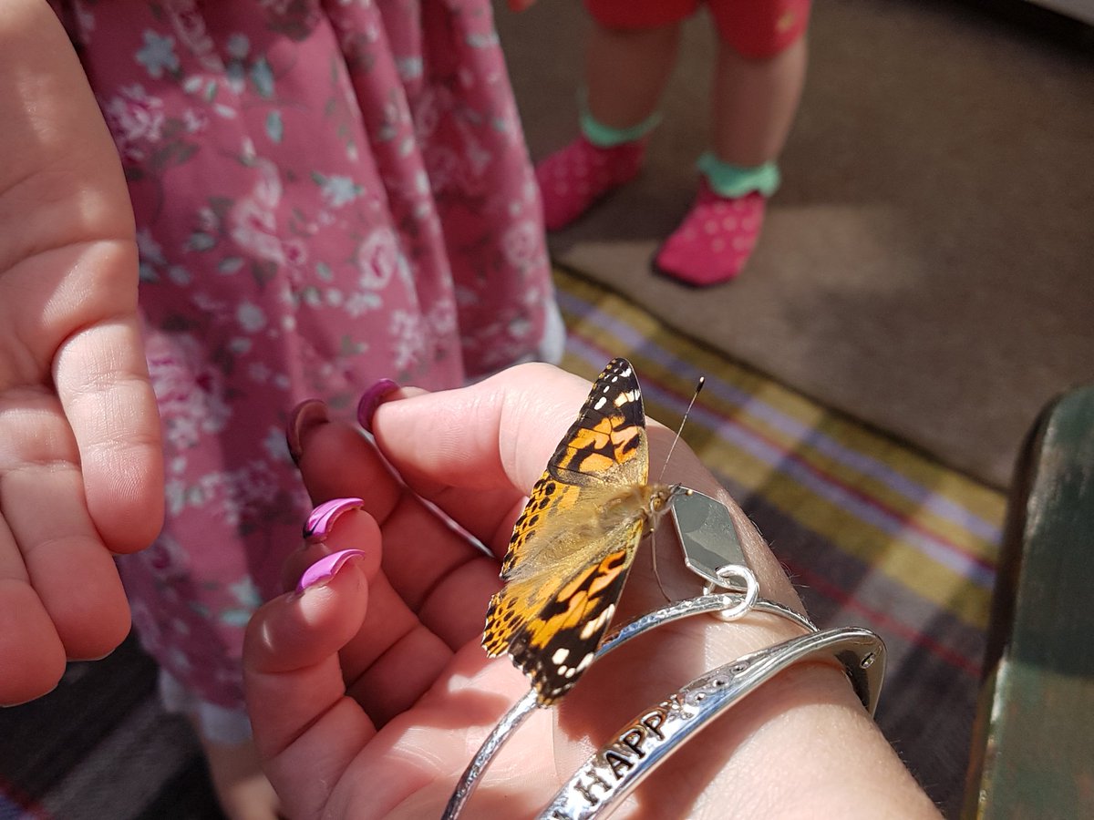 suesmith1465's tweet photo. @PACEYchildcare the release of our painted ladies #learningthrufun ❤❤❤ https://t.co/AfPiA8dusl