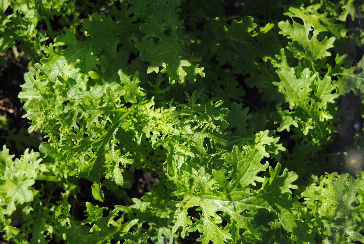 edicityacres's tweet photo. Golden Frills is a deliciously zingy kale/mustard cross. https://t.co/cP8PBmspo7