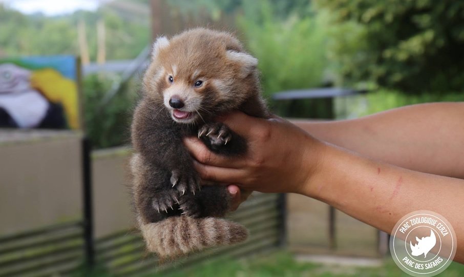 Il n'y a pas que les pandas du <a href="/zoobeauval/">ZooParc de Beauval</a> dans la vie ! Il y a aussi les pandas roux du #CERZA . Bienvenue à eux également :) #zoo
