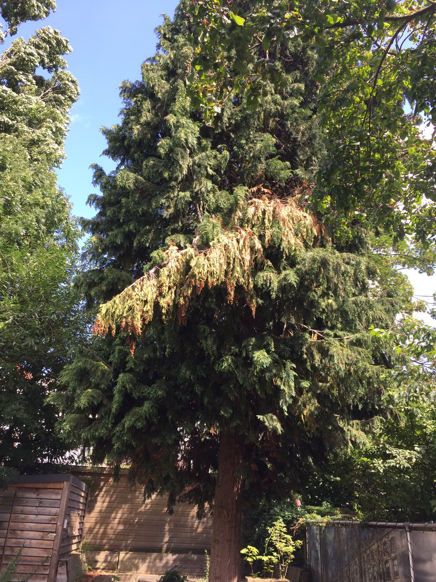 Harry Kleywegt 🇪🇺🇳🇱 tweet media