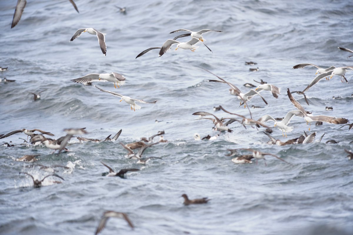 GlamBirder's tweet photo. Last nights #pelagic off #scillys was truly remarkable the shear number #birds must been in the thousands. #birds #birding #pelagics https://t.co/fx26fz5CWq