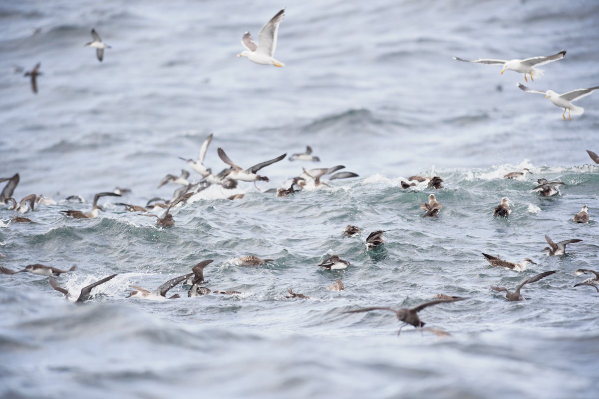 GlamBirder's tweet photo. Last nights #pelagic off #scillys was truly remarkable the shear number #birds must been in the thousands. #birds #birding #pelagics https://t.co/fx26fz5CWq